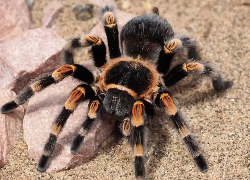 largest tarantula