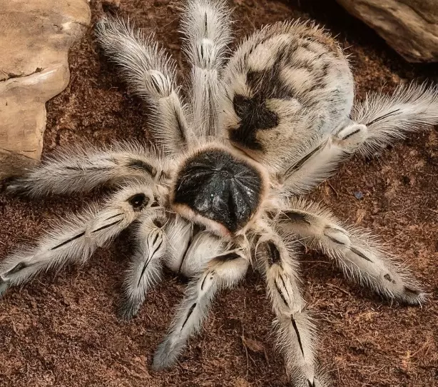 defensive tarantula behavior