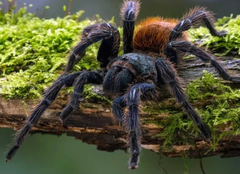 tarantula species