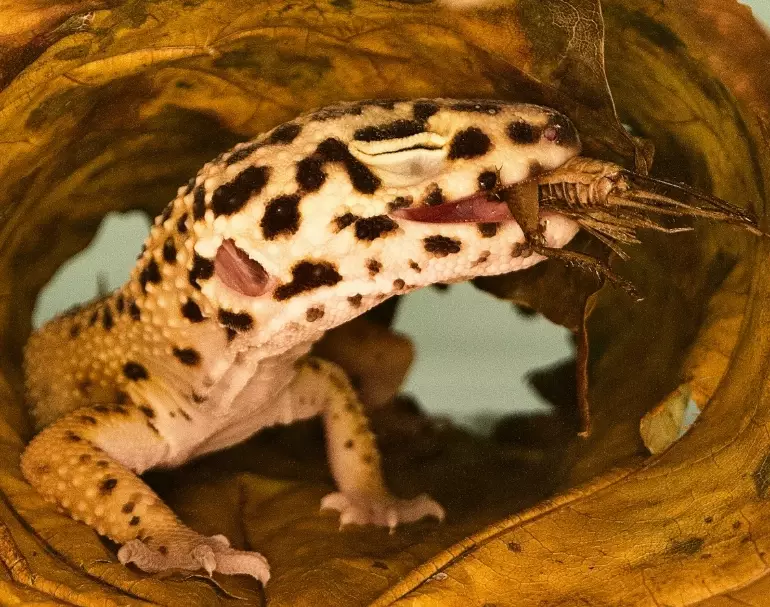 leopard gecko feeding chart