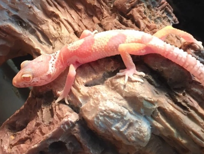 baby leopard gecko care sheet baby leopard gecko care sheet