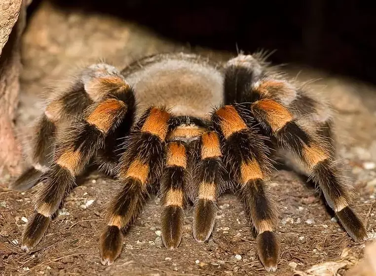 types of tarantulas