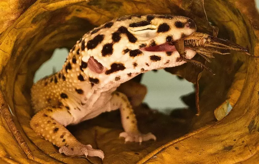 Choosing a leopard gecko pet