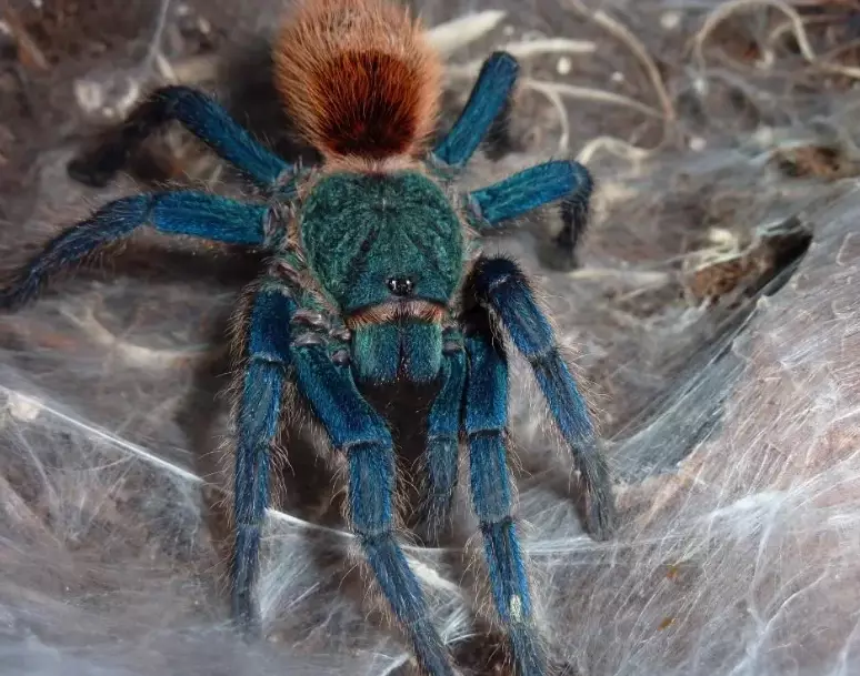 docile tarantula species