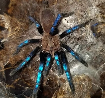 uncommon pet tarantulas uncommon pet tarantulas