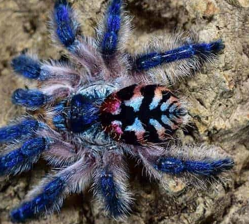 uncommon pet tarantulas uncommon pet tarantulas