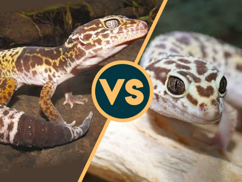 Leopard gecko morphs comparison