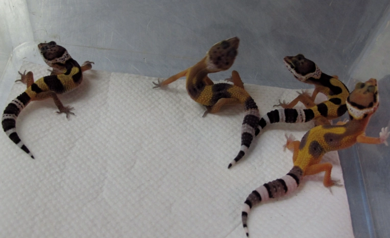 baby leopard gecko care baby leopard gecko care