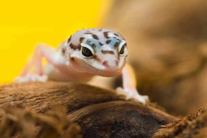 leopard gecko hatchling care leopard gecko hatchling care