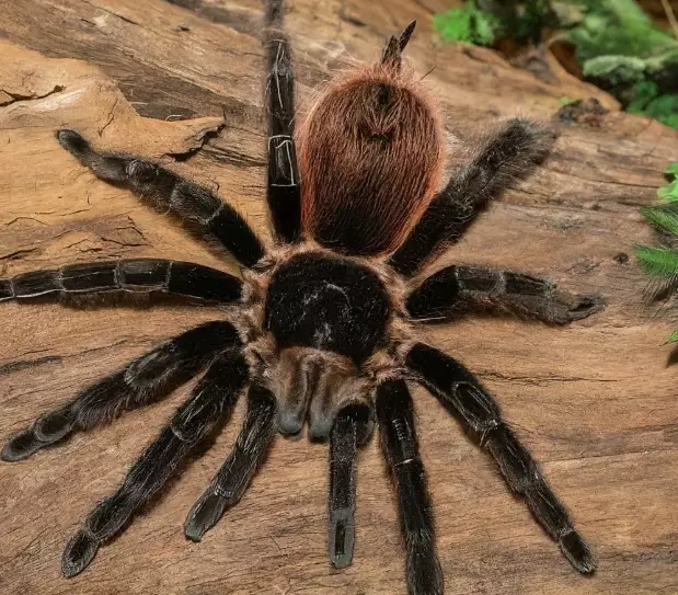 handling dangerous tarantulas