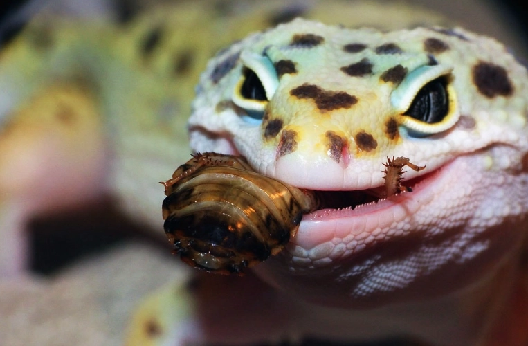 leopard gecko feeding frequency