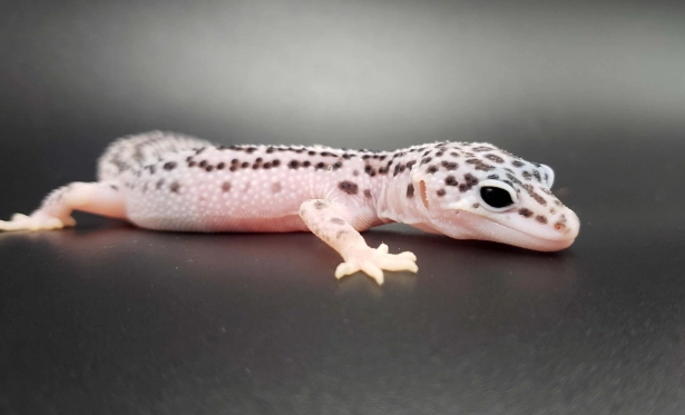 leopard gecko growth rate leopard gecko growth rate