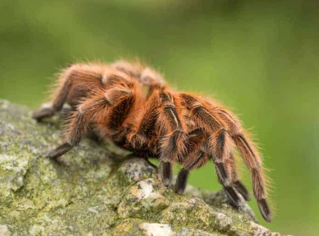 ground dwelling tarantulas ground dwelling tarantulas