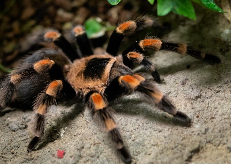 tarantula for sale