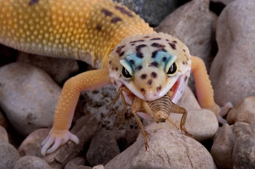 leopard gecko feeding schedule