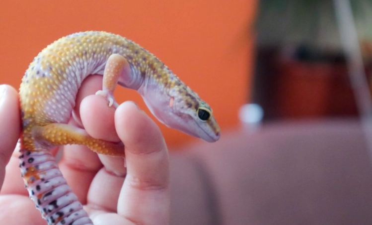 leopard gecko nighttime temperature