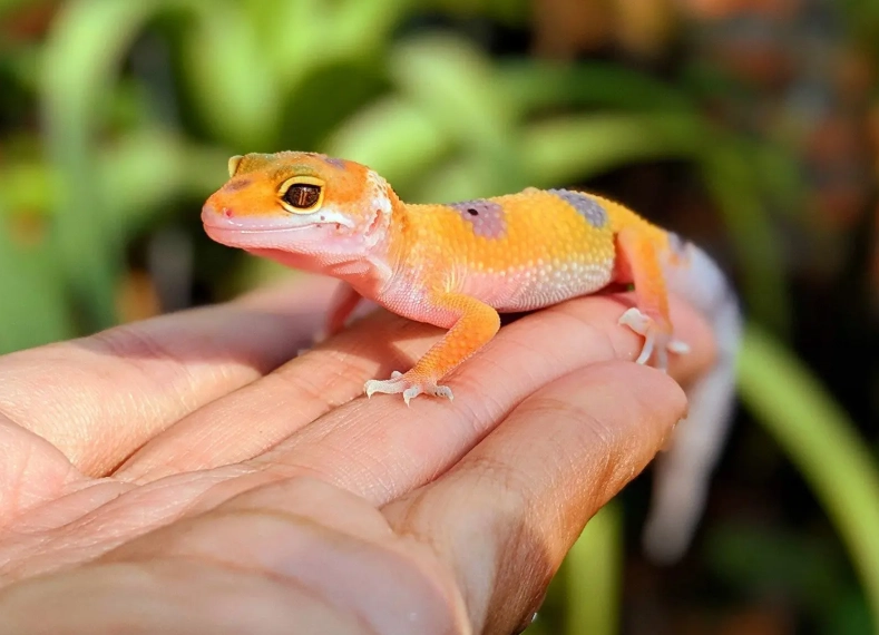 baby leopard gecko care sheet baby leopard gecko care sheet