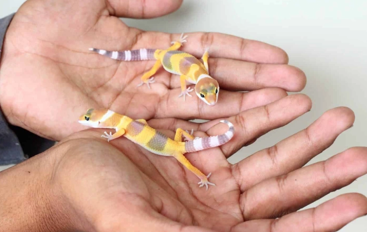 leopard gecko size chart leopard gecko size chart