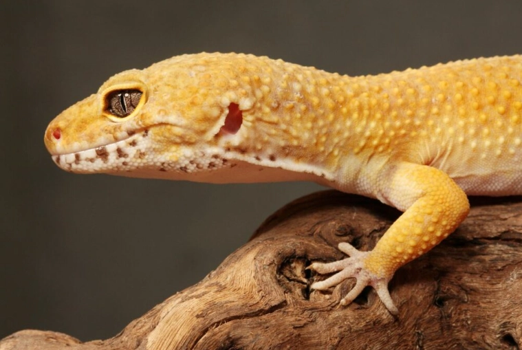 leopard gecko diet plan