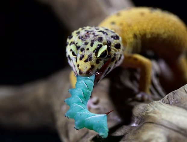 how often feed leopard gecko