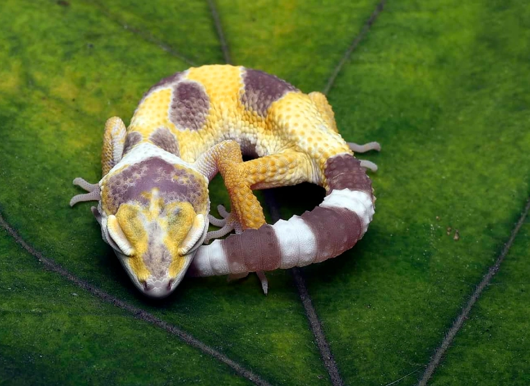 leopard gecko for beginners