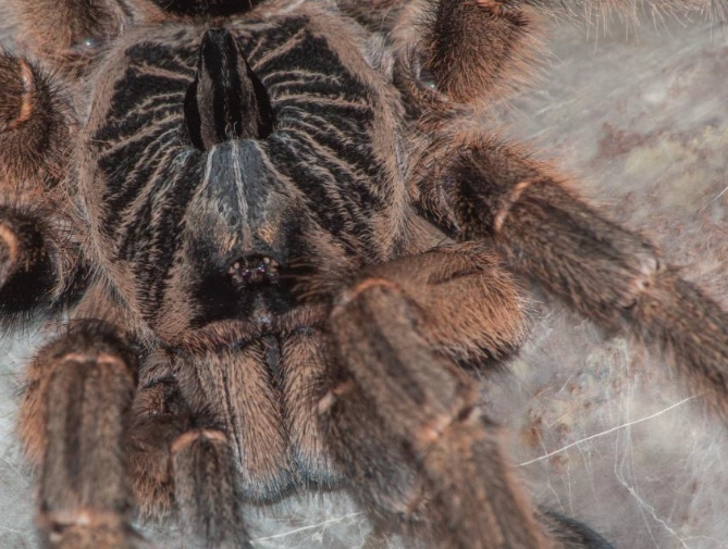 new world tarantula