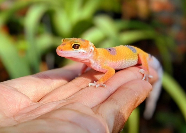 baby leopard gecko care baby leopard gecko care