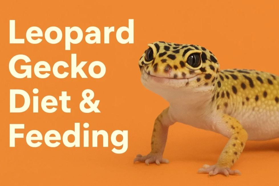 how to feed a baby leopard gecko