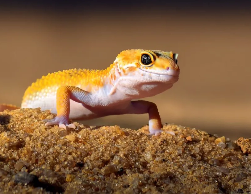 baby leopard gecko food