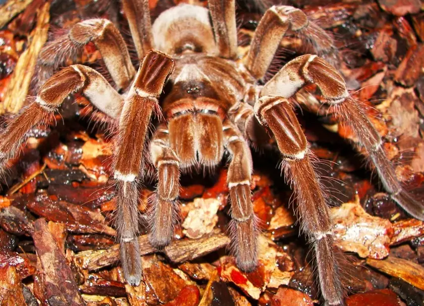 Goliath birdeater