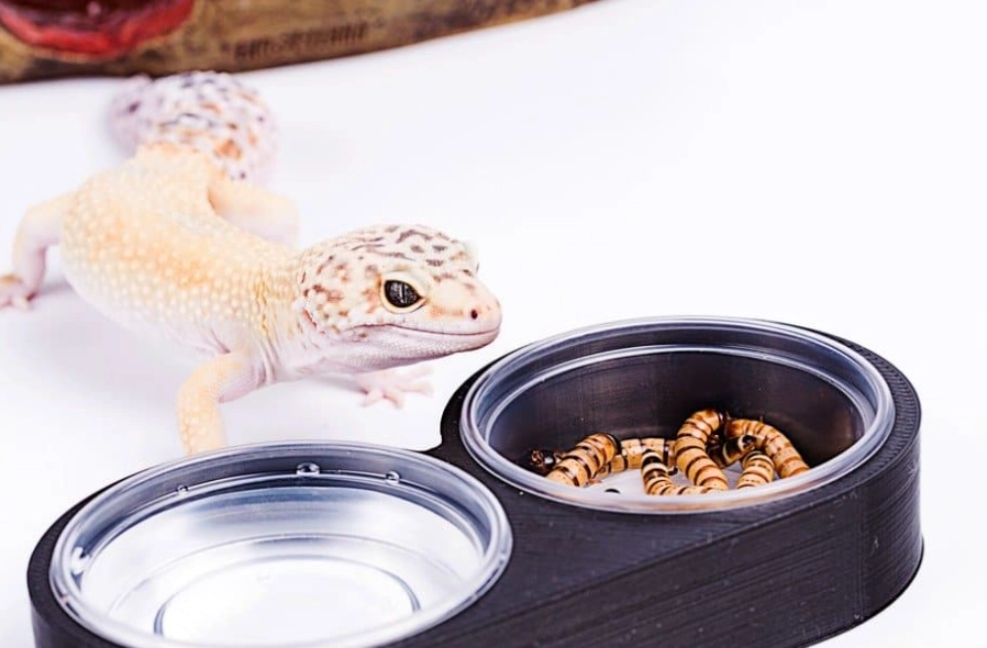 leopard gecko hatchling diet