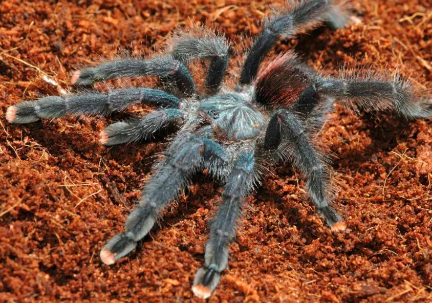 types of tarantulas