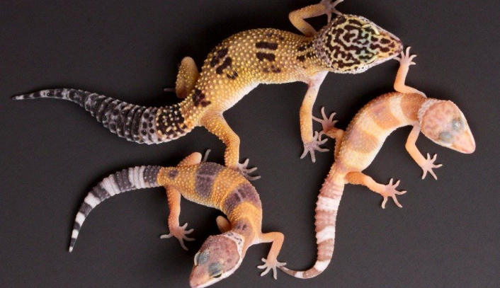 leopard gecko size chart leopard gecko size chart