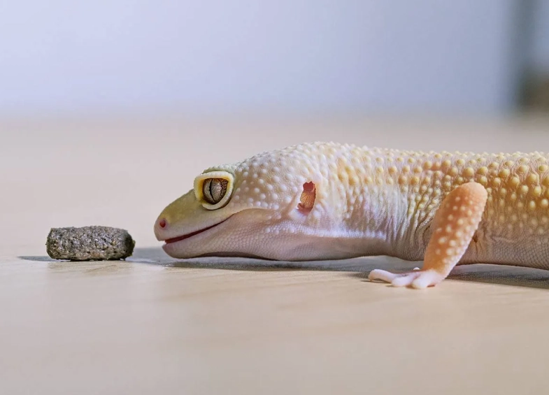 leopard gecko feeding schedule