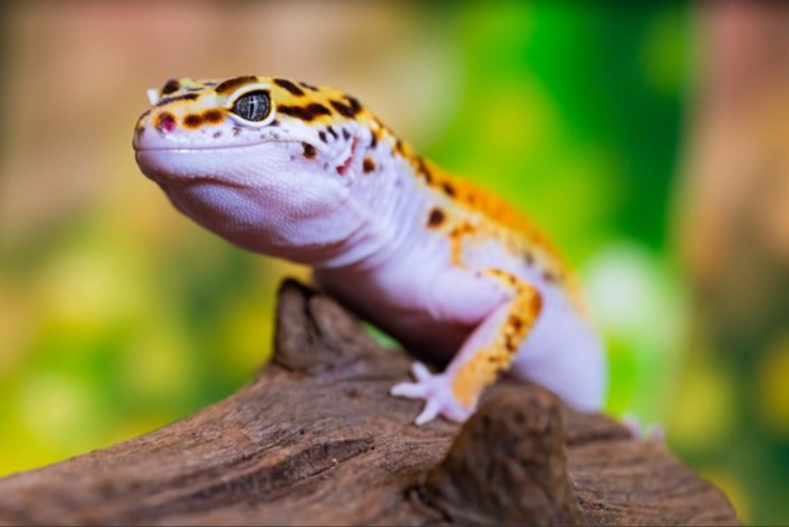 can leopard geckos eat vegetables can leopard geckos eat vegetables