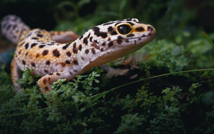 how long do leopard geckos live