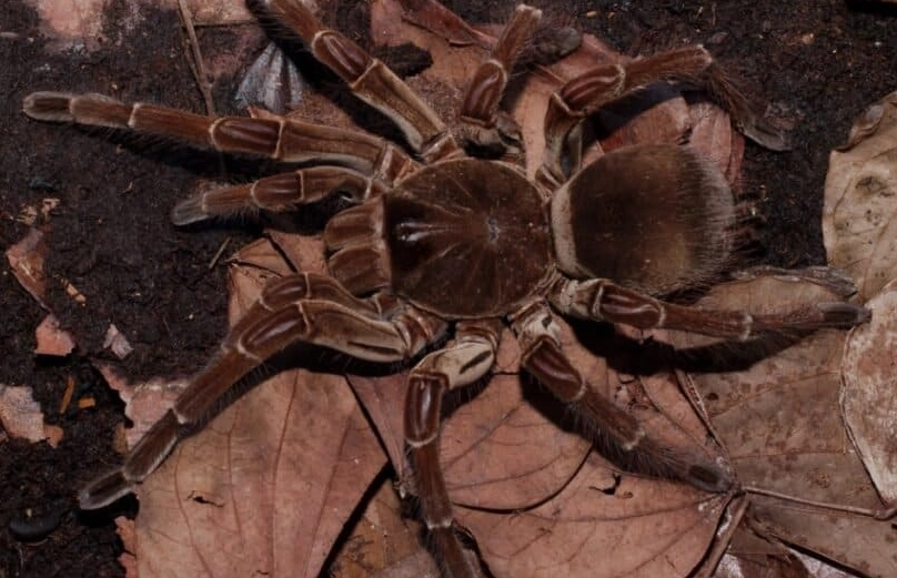 Goliath birdeater