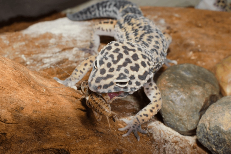 leopard gecko diet