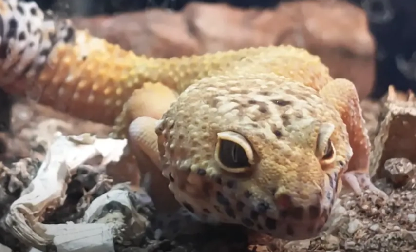 how long can a leopard gecko live without food how long can a leopard gecko live without food