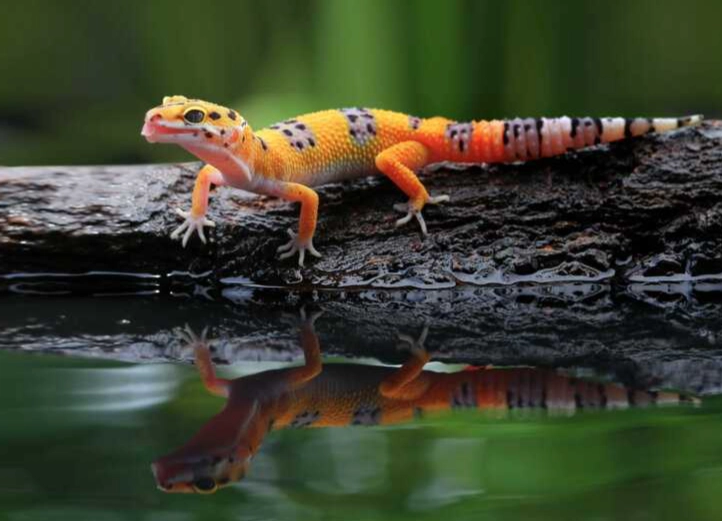 leopard gecko not eating leopard gecko not eating