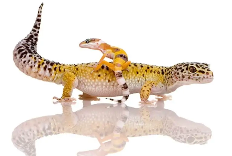 leopard gecko hatchling care leopard gecko hatchling care