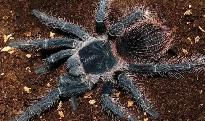 terrestrial tarantula species terrestrial tarantula species