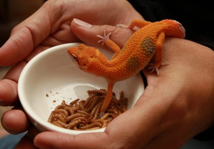 leopard gecko food