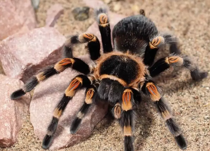 tarantula species