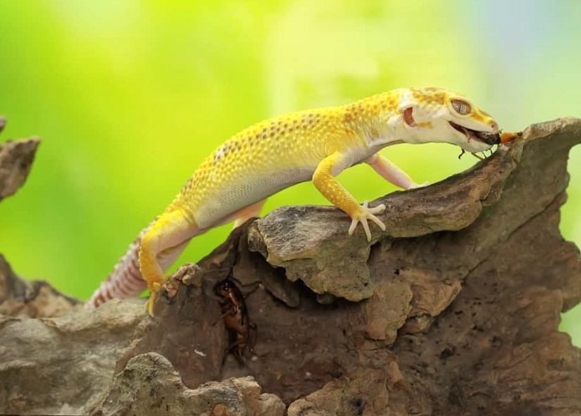 how much to feed a leopard gecko