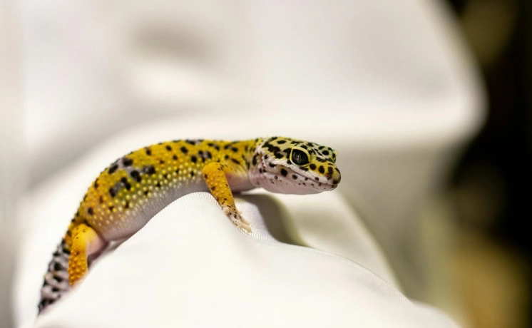leopard gecko lifespan