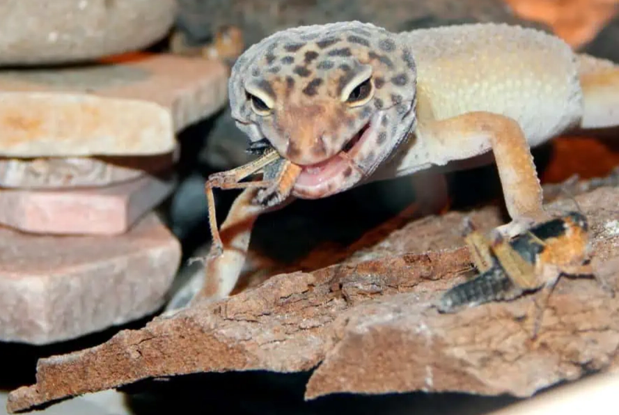 how long can a leopard gecko live without food how long can a leopard gecko live without food