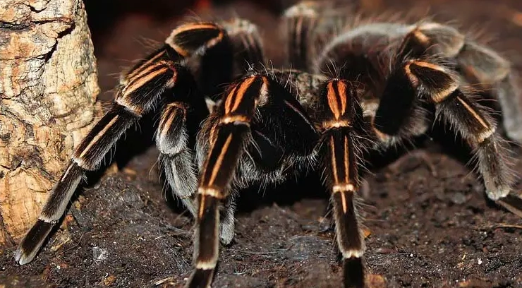 tarantula species