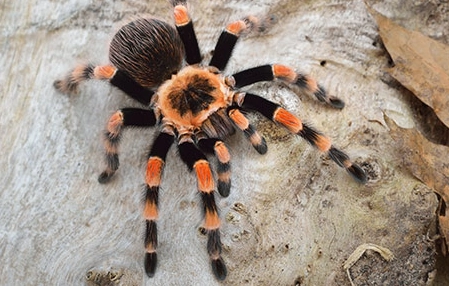 terrestrial tarantula species terrestrial tarantula species