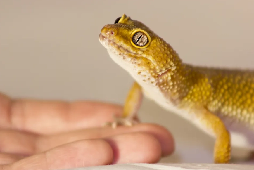 baby leopard gecko care baby leopard gecko care